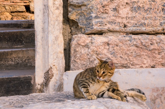Katzen