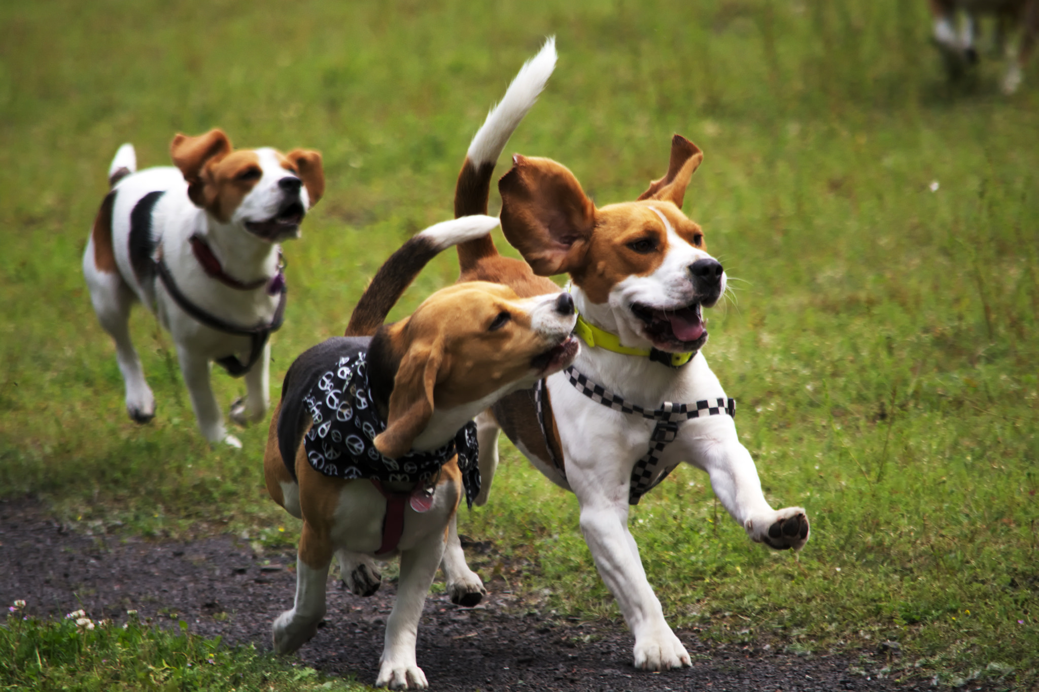 Prosecco und Rindfleisch-Bier für den Hund: Edle Tropfen für Vierbeiner