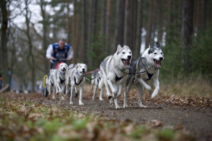 20.02. – 21.02.2016 Schlittenhunde am Strand auf Usedom