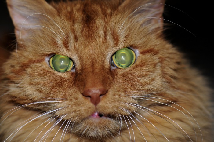 Hilfe, meine Katze hat eine Meise: Das hilft gegen Ticks