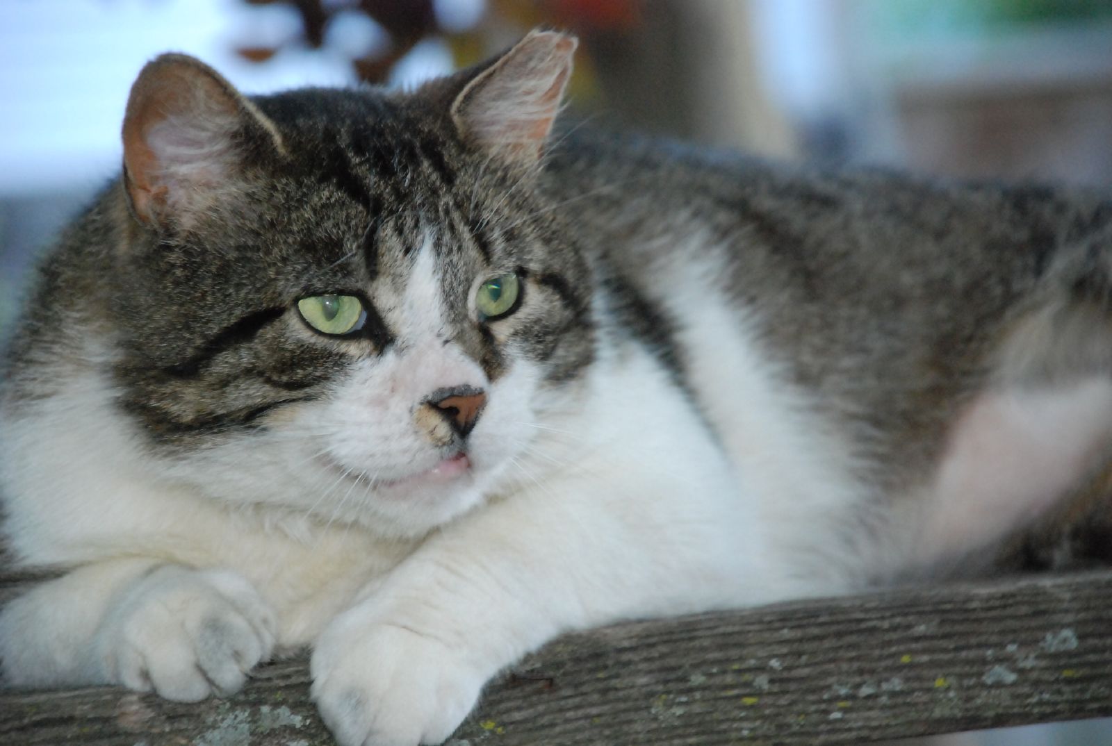 Katzenhoroskop Jungfrau: Zwilling-Menschen harmonieren mit Jungfrau-Katzen