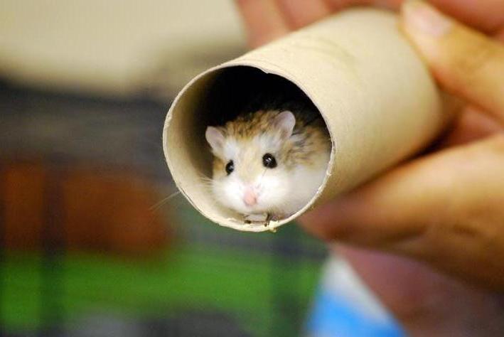 Chor mit Pottwalen: Tierisches Duett verblüfft Forscher